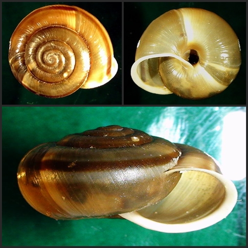 Chilostoma (Campylea) in Italia